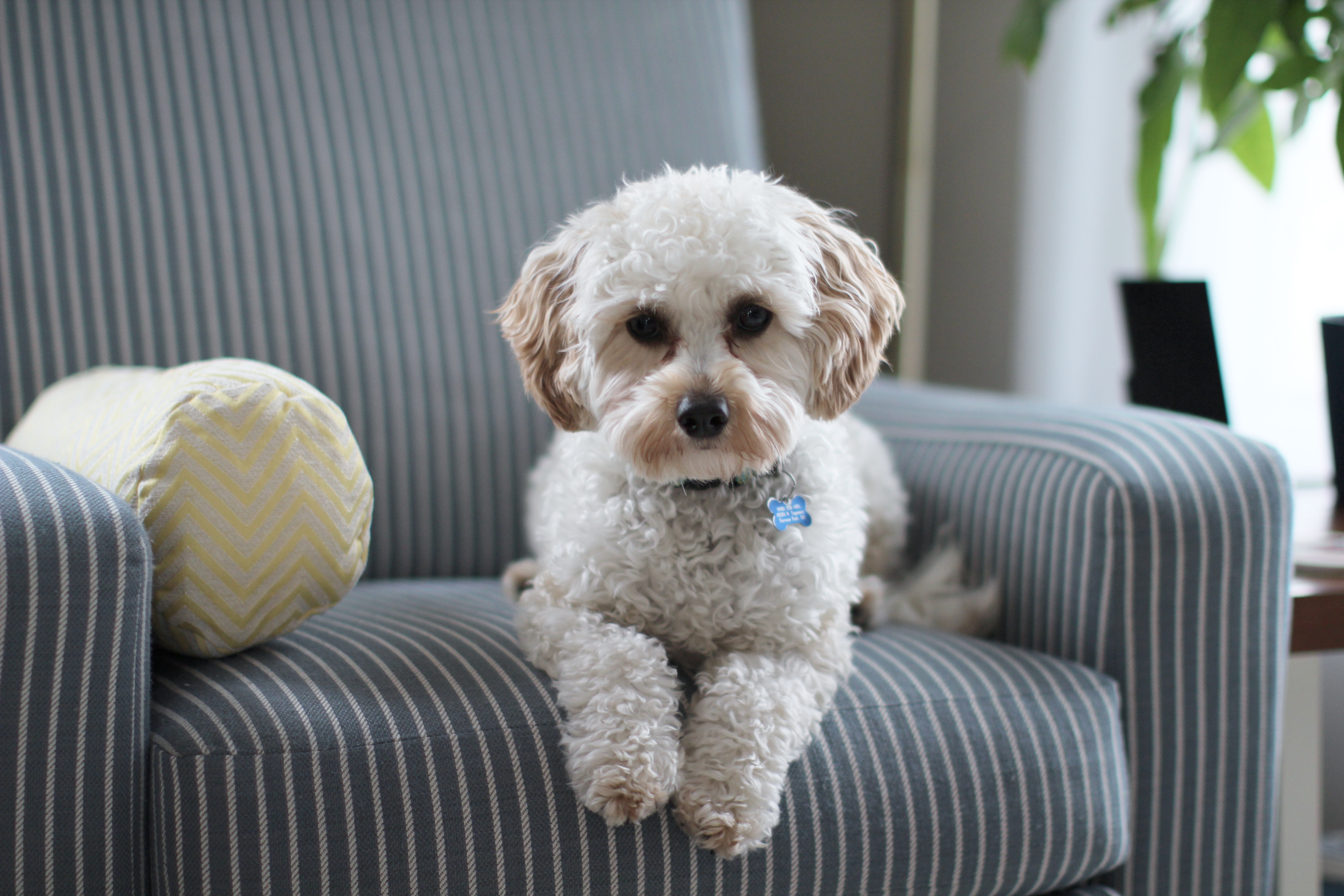 A casa é do pet! Confira dicas de organização pra quem tem cachorro