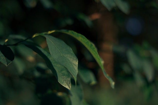 Alternativa verde