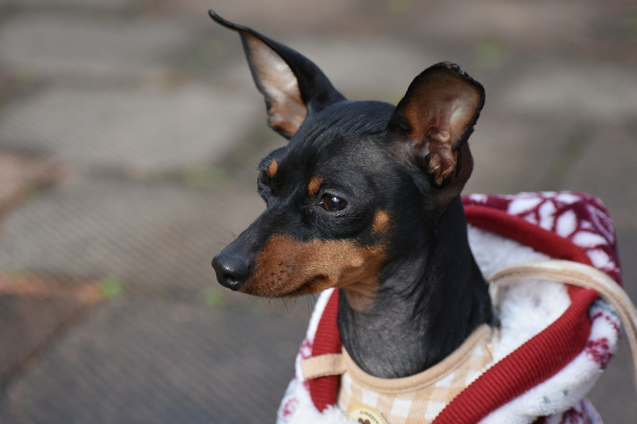 Passeios com o seu cão